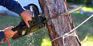 Best Tree Cabling and Bracing  in Perth Amboy, NJ