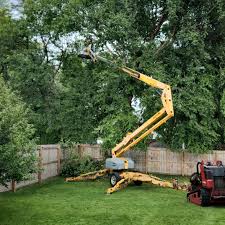 Best Tree Preservation Services  in Perth Amboy, NJ