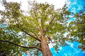 Best Tree Trimming and Pruning  in Perth Amboy, NJ