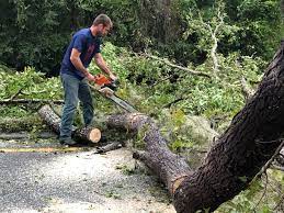 Best Leaf Removal  in Perth Amboy, NJ