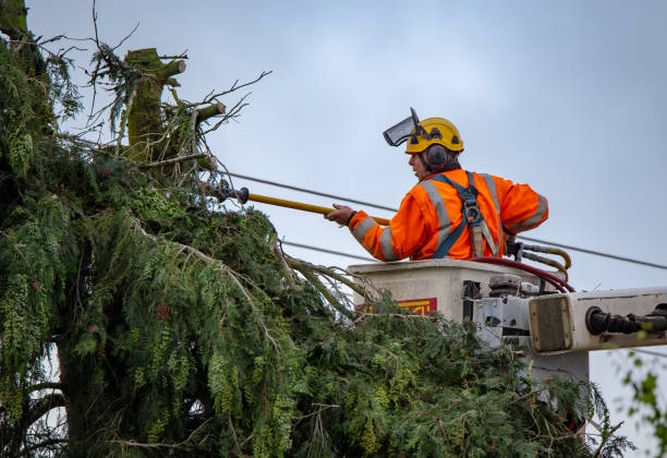 How Our Tree Care Process Works  in  Perth Amboy, NJ