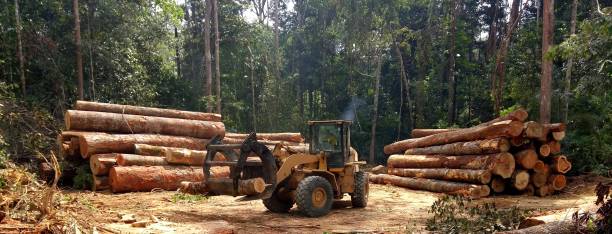 Best Tree Removal  in Perth Amboy, NJ