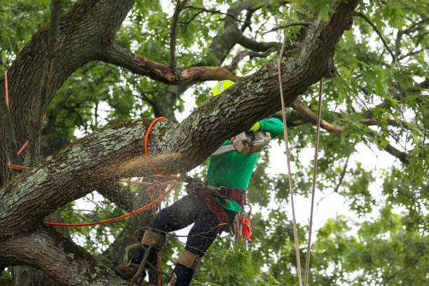 Best Emergency Tree Removal  in Perth Amboy, NJ