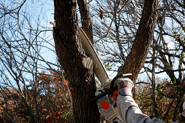 Best Aeration Services  in Perth Amboy, NJ