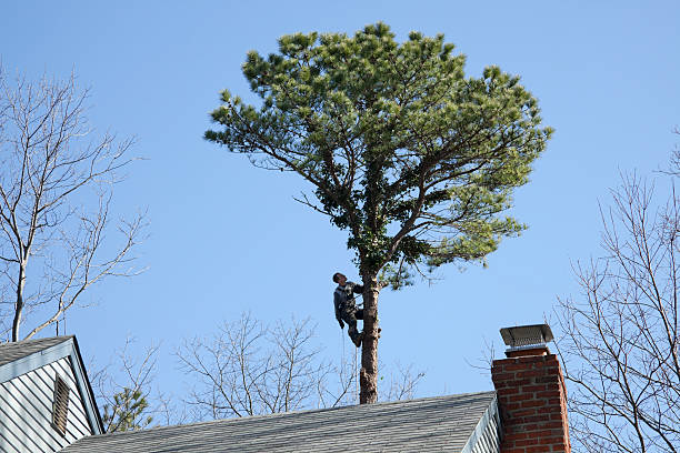 Best Tree Disease Treatment  in Perth Amboy, NJ
