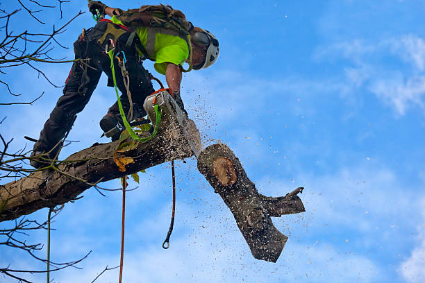  Perth Amboy, NJ Tree Care Pros