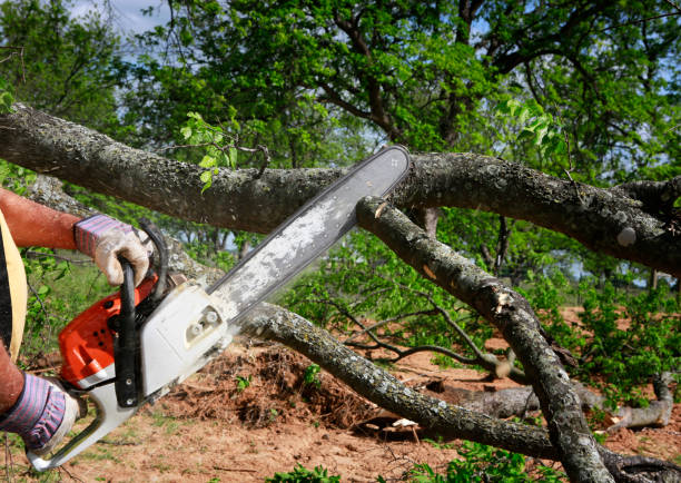Best Commercial Tree Services  in Perth Amboy, NJ