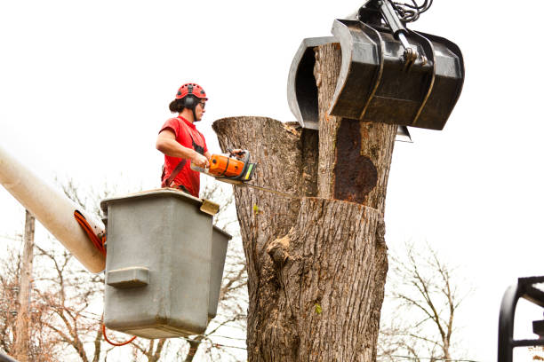 Best Hazardous Tree Removal  in Perth Amboy, NJ